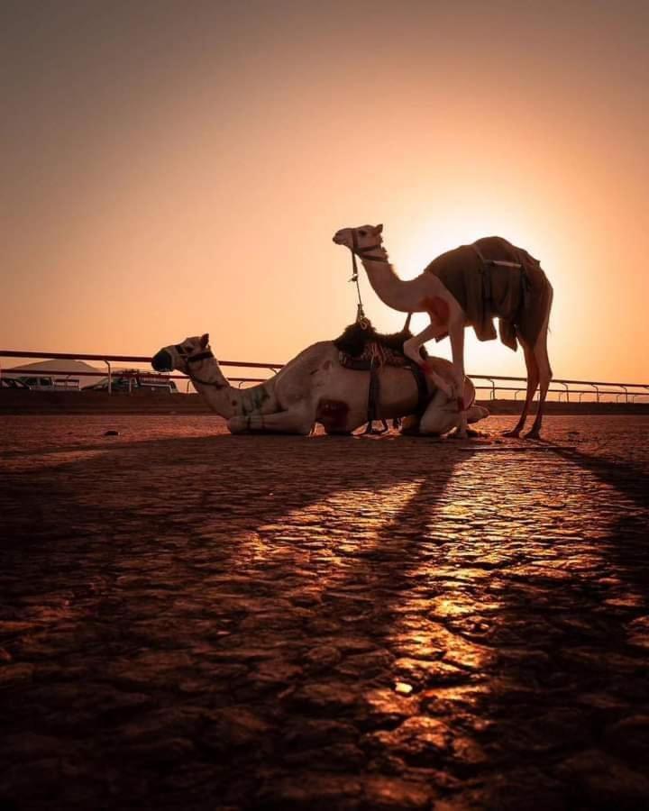 מלון וואדי רם Rum Bedouin Trips מראה חיצוני תמונה